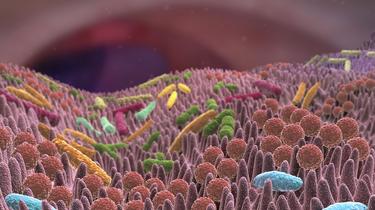 Le microbiote intestinal, un espoir pour soigner et prévenir les maladies chroniques