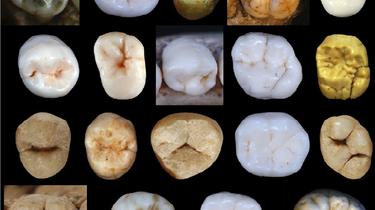 A la recherche de cet ancêtre inconnu que nous partageons avec Néandertal