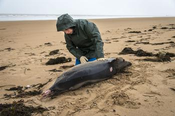Depuis janvier, plus de 1100 dauphins ont été retrouvés échoués sur le littoral atlantique français.