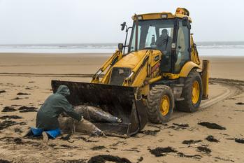 Une hécatombe record, qui mobilise scientifiques et militants.