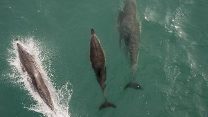 Le golfe de Gascogne abrite une population de dauphins communs estimée à 200.000 individus.