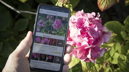 Réalisé en partenariat avec plusieurs organismes (dont le Cirad, l’Inra et l’Inria), PlantNet permet d’identifier plus de 30.000 espèces de plantes.