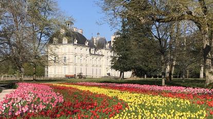 La floraison, au printemps, du ruban de tulipes - 220 000 bulbes sur 250 mètres de long et 12 mètres de large - est le moment fort des jardins de Cheverny.