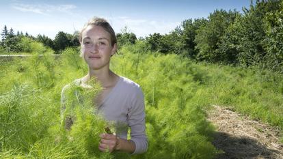 Anaïs Kerhoas cultive dans ses champs bretons de la mélisse, de la marjolaine, de la sauge, de la verveine...