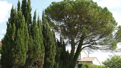 Quand les branches et les racines de l'arbre du voisin envahissent votre jardin Quels sont vos droits ?