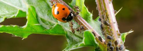 «Jardinez-vous!»: comment protéger les plantes sans pesticides?