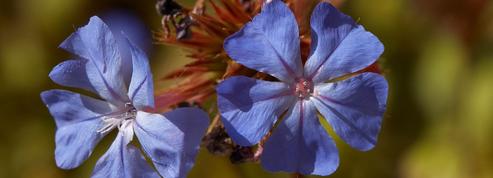 Plumbago de Willmott, jolie fleur de rocaille