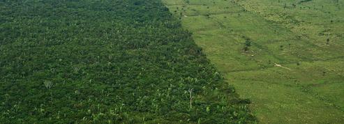 Biodiversité: rien ne remplace la forêt primaire