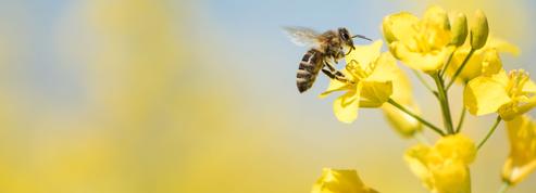 L’agriculture bio profite aux abeilles