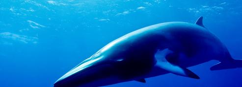 Chasse à la baleine: le Japon reprend ses harpons