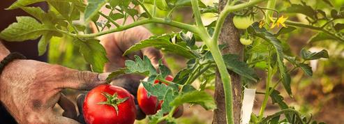 Des tomates au jardin jusqu’en novembre, c’est possible!