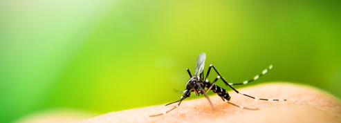 Un candidat vaccin prometteur contre la dengue