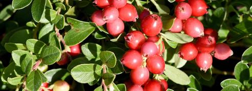 Canneberge ou cranberry, délicieuse en jus ou en confiture