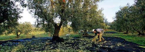Au pays de Giono, les oliviers des hauts plateaux