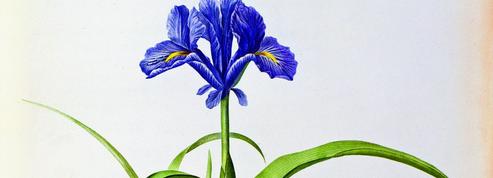 L’iris, or bleu