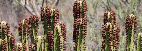 Euphorbe des Canaries, de faux airs de cactus