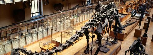 Un dîner au Muséum d’histoire naturelle face à un tyrannosaure