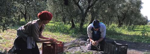 La production d’huile d’olive, une passion française et familiale