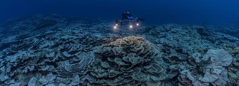 Des coraux adaptés au réchauffement climatique