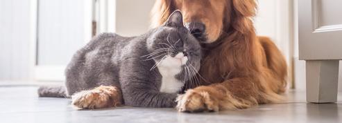 «Mon chat», «ma puce»… Quand les animaux inspirent le langage amoureux