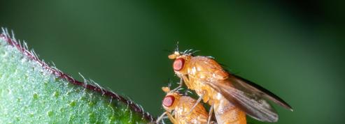 La symétrie attire les mouches sexuellement