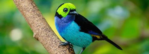 Pourquoi les oiseaux sont plus colorés dans les tropiques