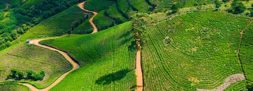 Sri Lanka: les exportations du célèbre thé de Ceylan s’effondrent