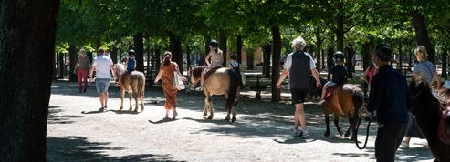 Les promenades à poney dans Paris pourraient disparaître