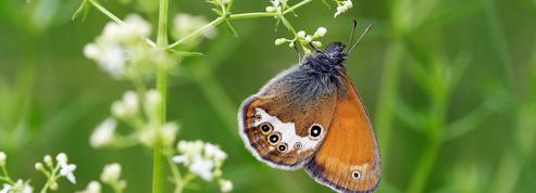 Biodiversité: le déclin silencieux des papillons de jour en France