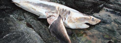 Un duo d’orques tueurs de requins blancs