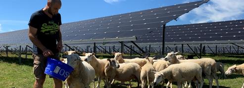 Dans la Nièvre, l’élevage à l’ombre des panneaux solaires
