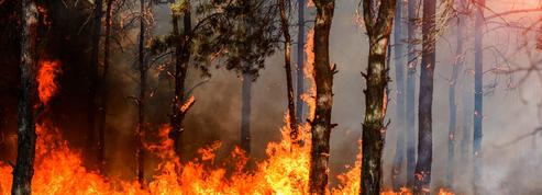 «Les espèces régionales n’ont pas appris à faire face aux incendies»