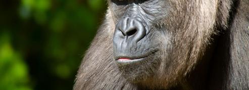 Un geste ancestral humain observé chez des gorilles