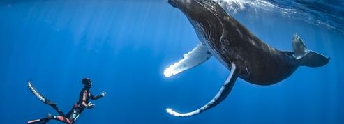 Après l’interdiction de la chasse à la baleine, la fragile renaissance de ce géant des océans