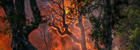 Incendies: la forêt française en danger?