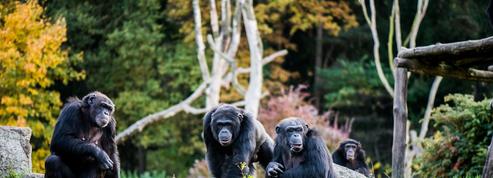 Les chimpanzés discutent avant d’aller chasser