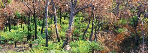 Comment la forêt australienne renaît de ses cendres