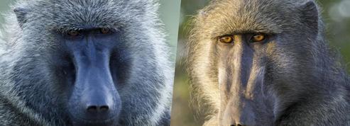 Comment la génétique du babouin nous éclaire sur nos origines