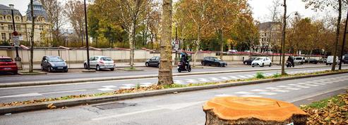 Troncs coupés, pieds cimentés: à Paris, la gestion des arbres suscite la polémique