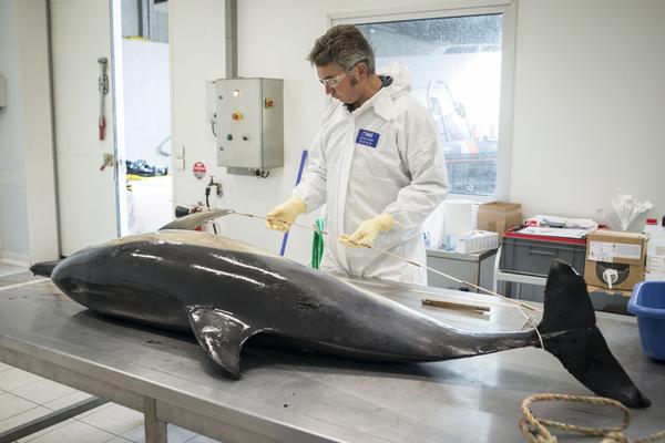 Les autopsies réalisées par l’observatoire Pélagis révèlent souvent des marques de filet sur le corps des cétacés: coupures sur les nageoires pectorales et sur le rostre, abrasions sur le reste du corps, particulièrement sur la queue.