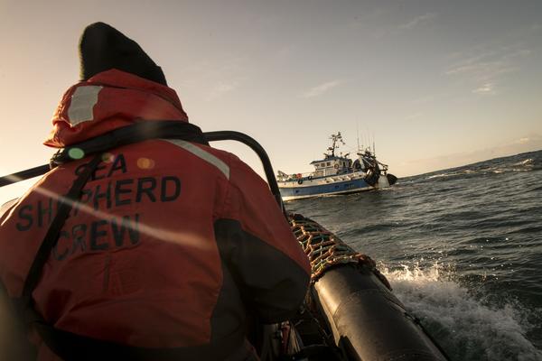 Les équipes de Sea Shepherd mènent un combat permanent pour la survie des dauphins.