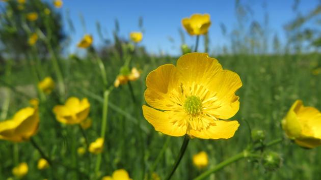 Jardin: les boutons d’or ne méritent pas leur nom