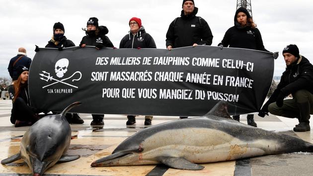 Les Dauphins Victimes Collaterales De La Peche Dans Le Golfe De Gascogne