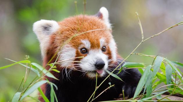 Scientists say there are two species of red pandas - The Limited Times