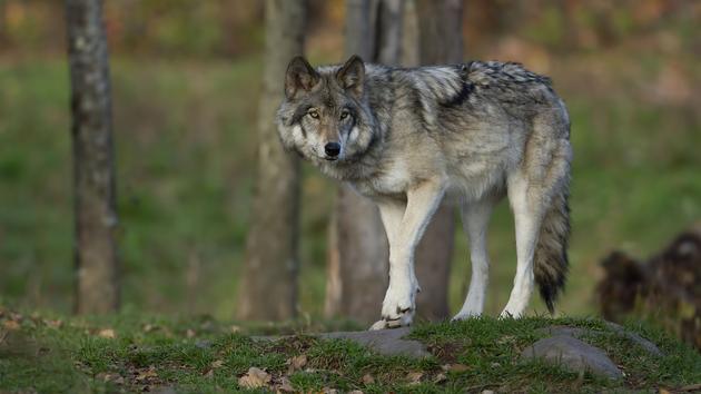 Les Loups Sont Desormais Presents Sur Les Deux Tiers Du Territoire