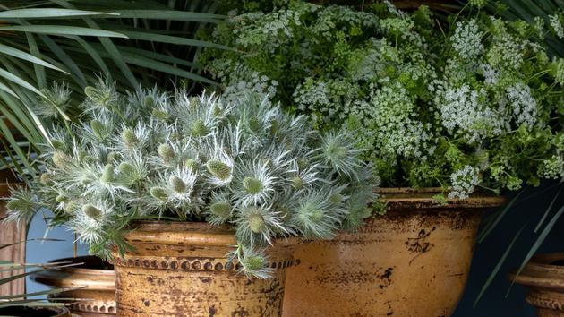 Les Fleurs Sechees Stars De L Hiver