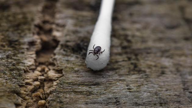 30% van de teken draagt ​​ziekteverwekkers