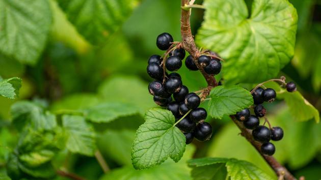 Des plantes pour rhumatismes et douleurs articulaires