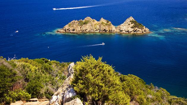 Pericolose alghe invasive arrivano sulla costa lontana