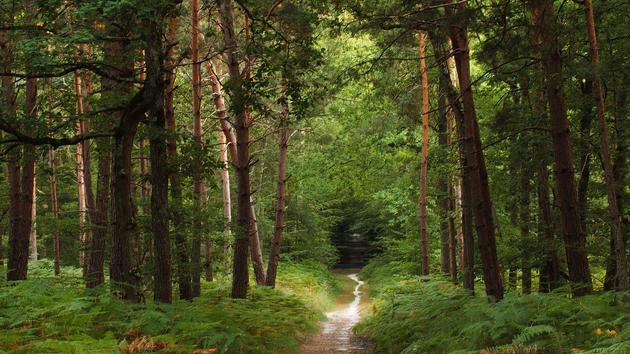 Acheter une forêt, un placement de niche plutôt rentable et écolo